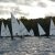 Martinsregatta II (Laser)