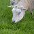 2016_lasertraining_nl_126